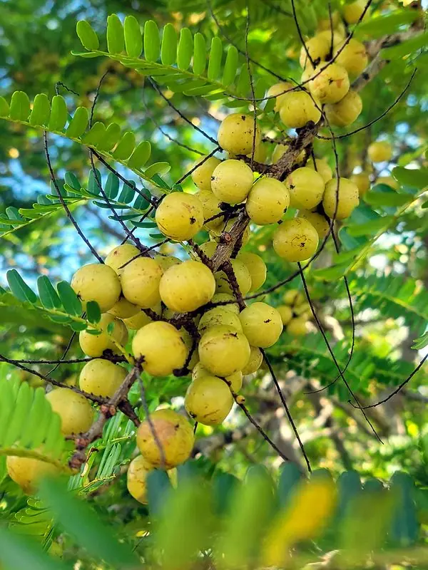 枝頭上一串油甘果