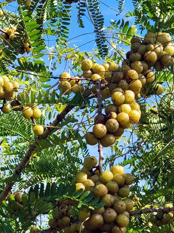 藍天下的油甘果樹