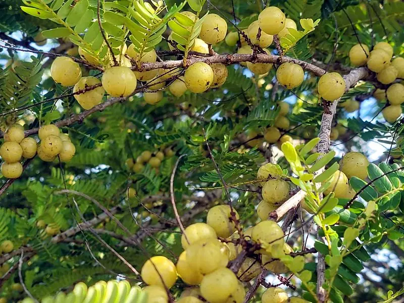 三灣果園的油甘樹,枝頭結滿果子